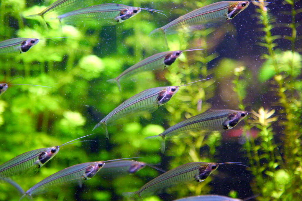 Awesomely creepy ghost catfish