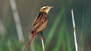 An Aquatic Warbler perches on a reed (photo by Paul Gale)