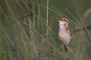 An Aquatic Warbler calls out through the grass. (© Mateusz Matysiak)