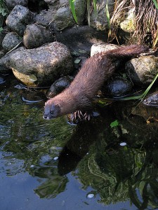A curious mink scans the edges of the pond for food.