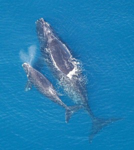 A North Atlantic Right Whale with her calf. (photo: Florida Fish and Wildlife Conservation Commission/NOAA) 