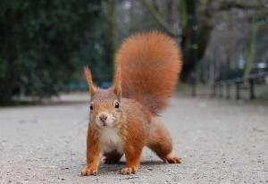 Red Squirrels are tree squirrels in competition with nonnative Eastern Grey Squirrels. (Source: Wikipedia) 