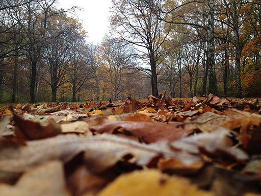 Tiergarten in fall 2014 - what it will probably look like in the future if we don't act (photo by the author)
