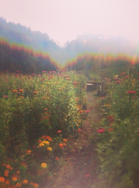 The community garden is captured in all its bloom. The community garden is an important shared space for students in Annandale 