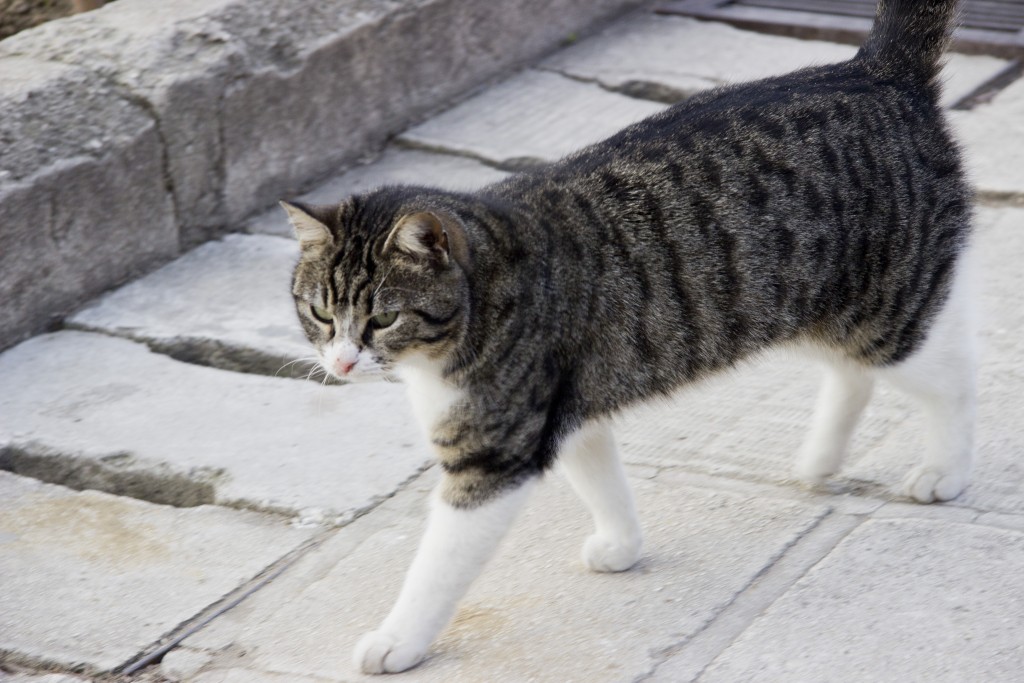 Istanbul is a city of many things. It is, however, above all else – the capital of cats. Portrayed here is one of the “domestic” cats around Hagia Sophia, fed and taken care of by the site’s staff. Photo: Inasa Bibic