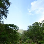 A semi–wild botanical garden surrounded by big green hills